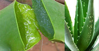 KAZIMA Combo of Aloe Vera Gel 1Kg & Tea Tree Essential Oil 15ml - 100% Pure & Natural for Skin, Face, Acne Scars, Hair, Moisturizer & Dark Circles (Combo of 2)