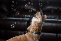 Puppy Love Bubbles, Peanut Butter Scented Bubbles 4oz. Bottle-2 Pack in Peanut Butter Flavor for Dogs (2 Pack) Peanut Butter