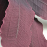 biOrb Silk Plant Set Medium Green & Purple Purple/Green