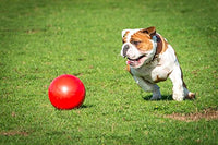 BOOMER BALL 4 inch, Virtually Indestructible Best Dog Toy, Boredom Busting Football, Tough & Durable Small Dog Ball, Floats on Water, Great for Mental Stimulation & High Energy Dogs, Assorted Colours