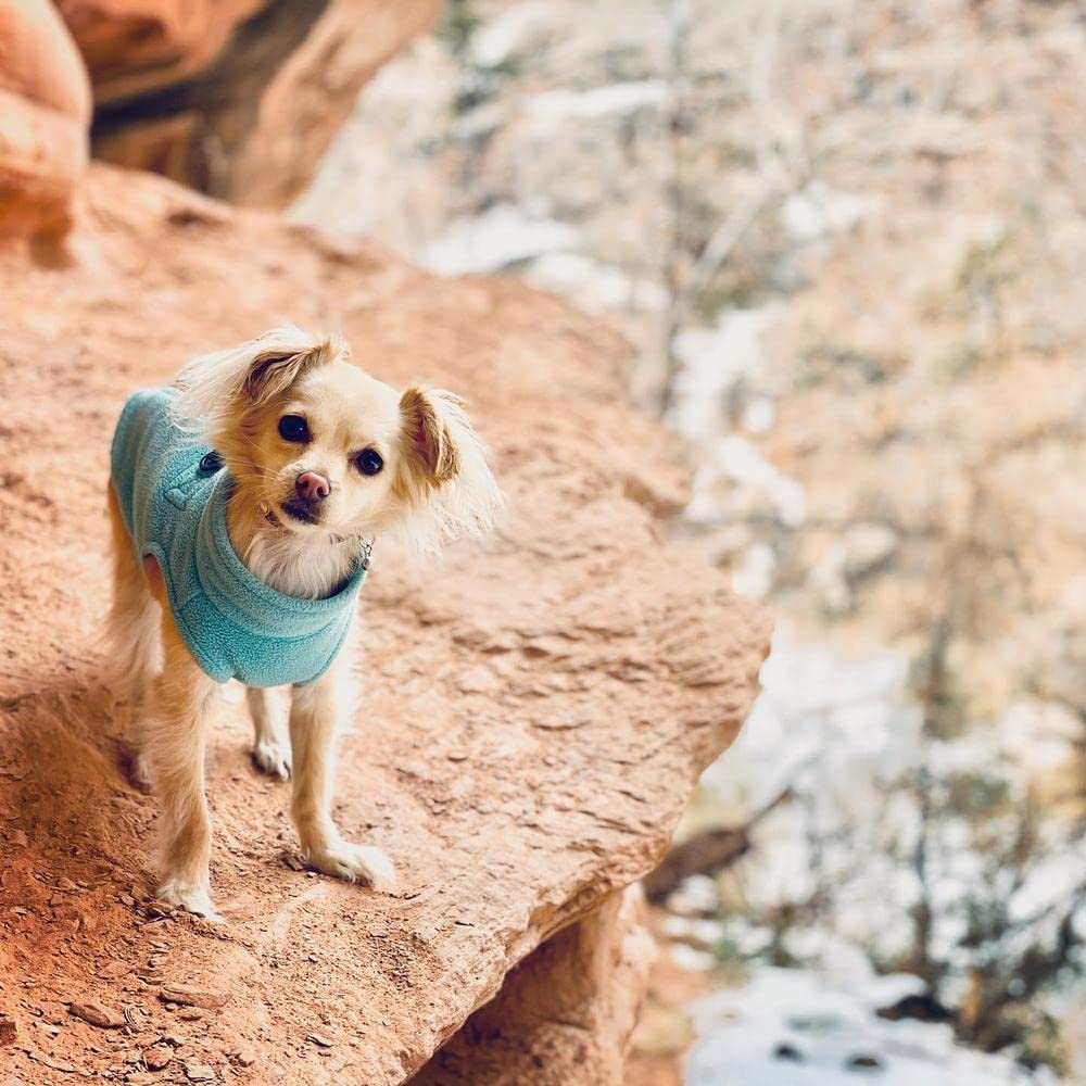Gooby Zip Up Fleece Dog Sweater - Turquoise, Small - Warm Pullover Fleece Step-in Dog Jacket with Dual D Ring Leash - Winter Small Dog Sweater - Dog Clothes for Small Dogs Boy and Medium Dogs Small chest (~13.5")