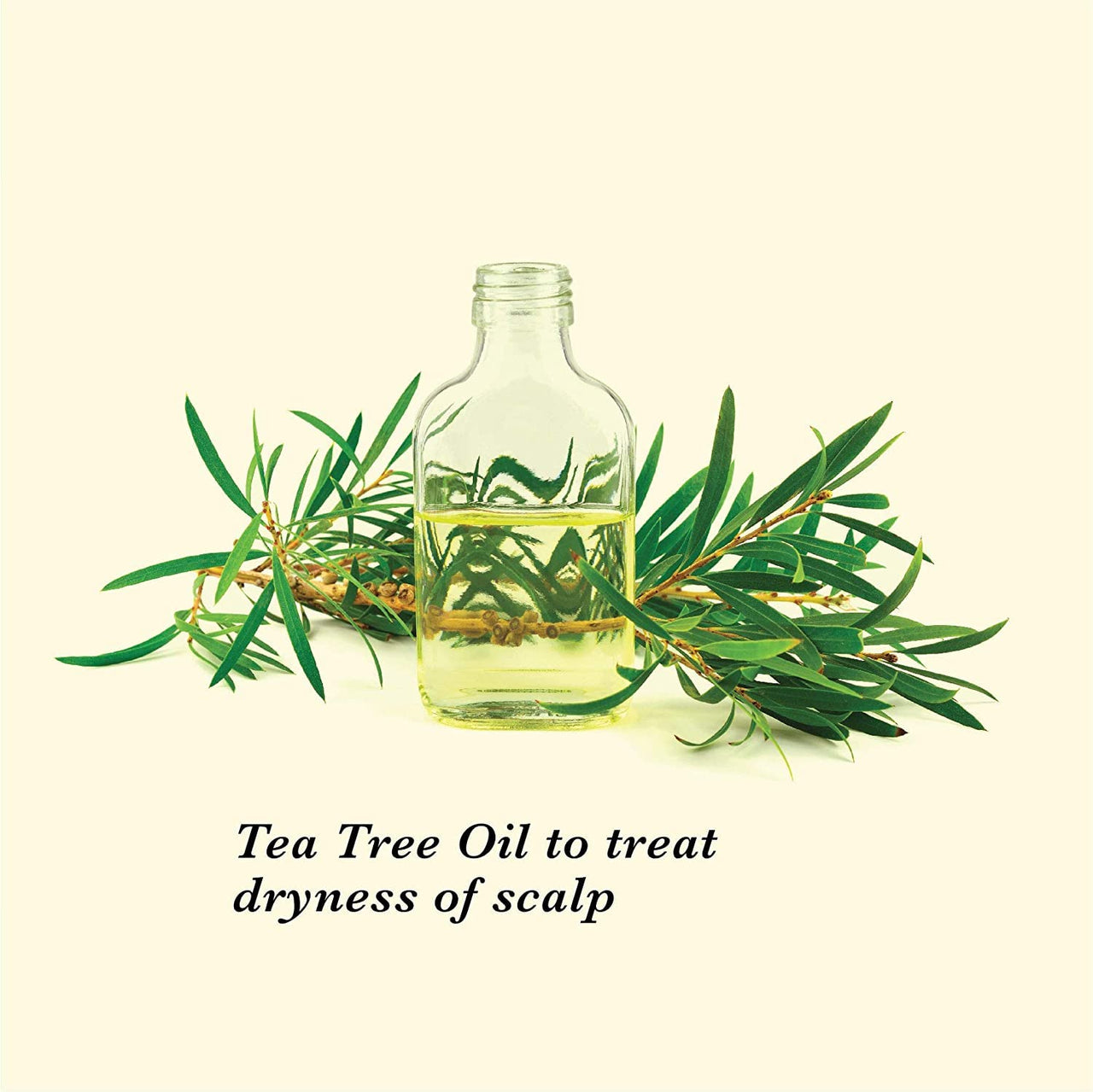 TRue FRoG Anti Dandruff Shampoo for Dry and Frizzy Hair with Black pepper Fruit, Inga Bark Extract and Tea Tree Oil - 250 ml