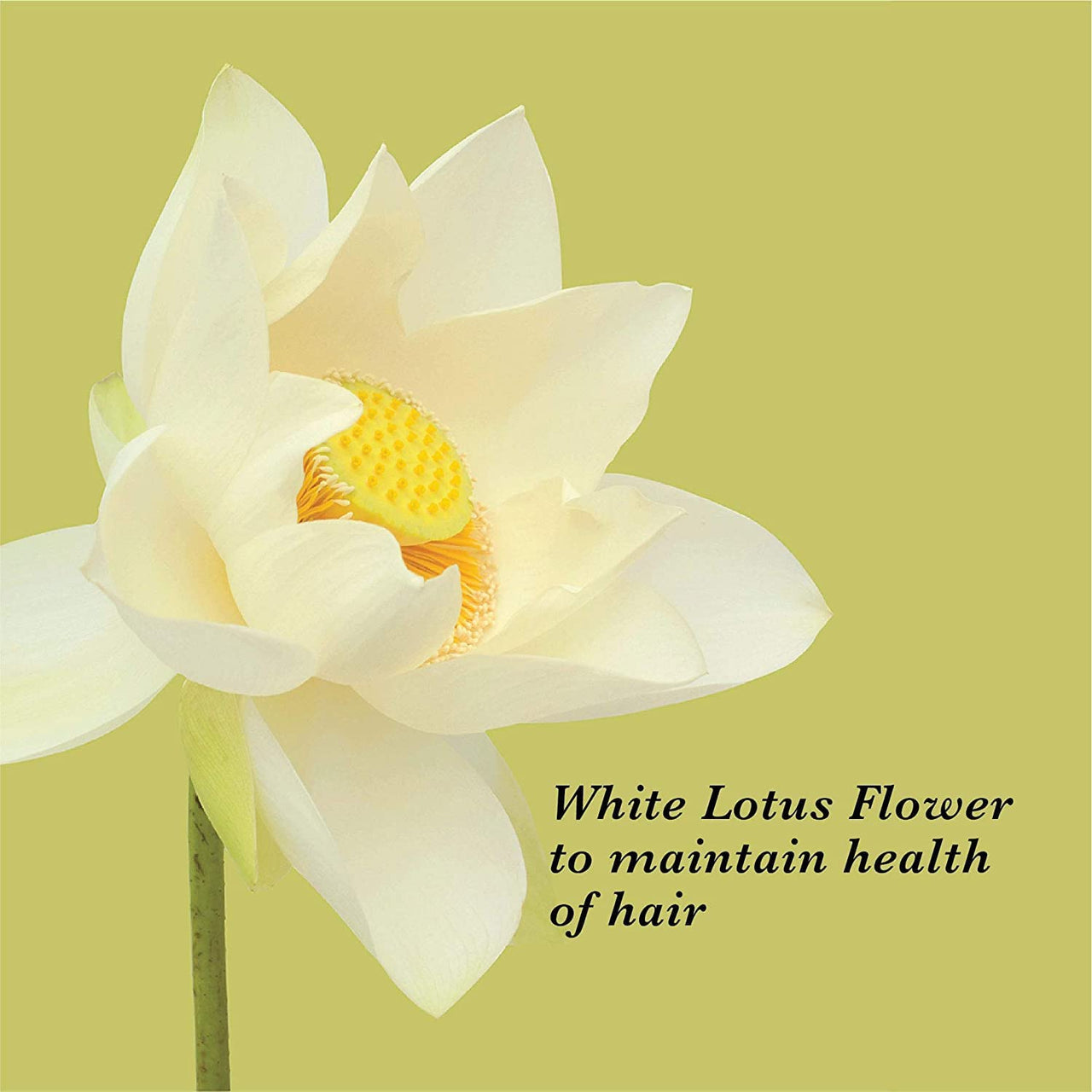 True Frog Everyday Hair Conditioner To Smoothen Hair And Fight Frizz With White Lotus Flower Extract And Avocado Butte For All Hair Types - 250 Millilitre