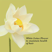 True Frog Everyday Hair Conditioner To Smoothen Hair And Fight Frizz With White Lotus Flower Extract And Avocado Butte For All Hair Types - 250 Millilitre