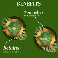 Khadi Natural Kiwi Fruit Lip Balm with Beeswax and Honey| Herbal Lip Balm for Soft Lips | Nourishing Lip Balm for Chapped Lips | Free From Harsh Chemicals | Unisex Formula |Pack of 3 | (5*3) (15 gm)