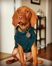 Gooby Zip Up Fleece Dog Sweater - Fuchsia Wash, 2X-Large - Warm Pullover Fleece Step-in Dog Jacket Without Ring Leash - Winter Small Dog Sweater - Dog Clothes for Small Dogs Boy and Medium Dogs 2X-Large chest (~25.5