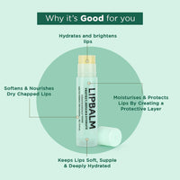 Bella Vita Organic Natural LipBalm for Dry Damaged & Chapped Lips Enriched with Shea Butter, Avocado 4 gm