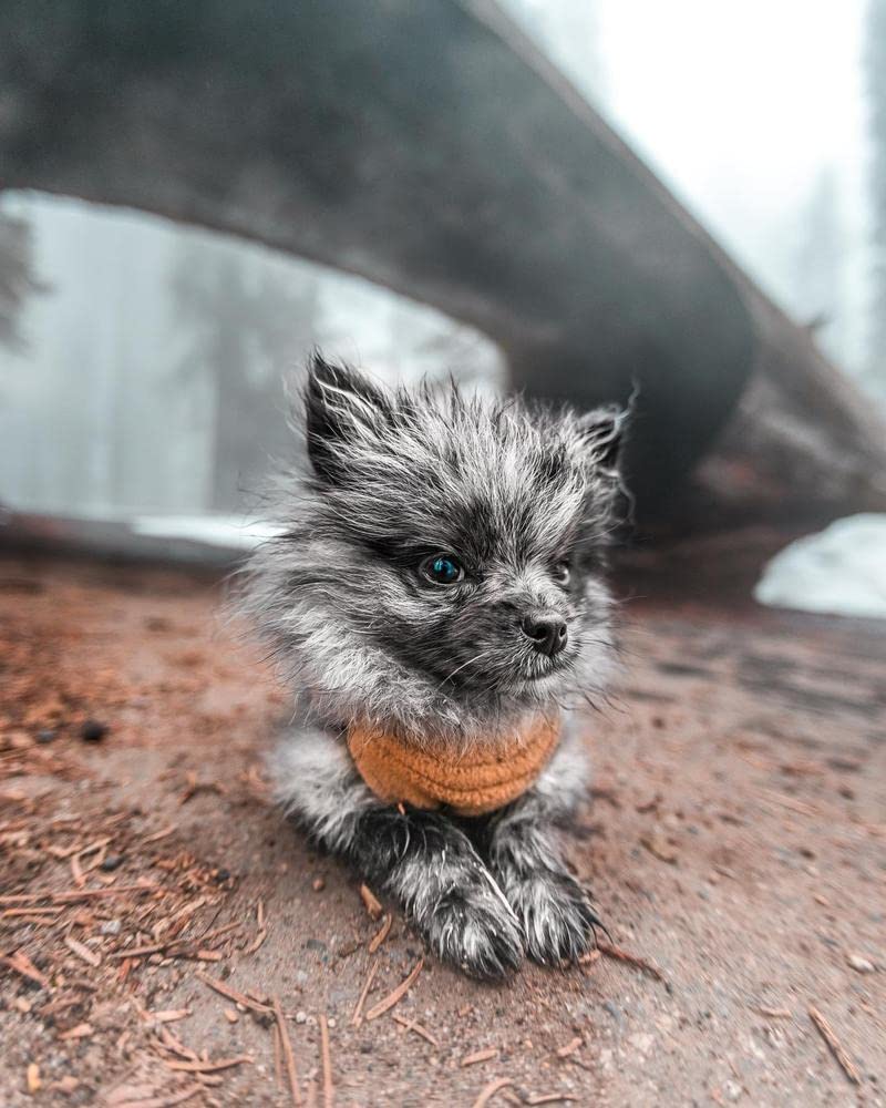 Gooby Stretch Fleece Vest Dog Sweater - Pumpkin, 5X-Large - Warm Pullover Fleece Dog Jacket - Winter Dog Clothes for Small Dogs Boy or Girl - Dog Sweaters for Small Dogs to Dog Sweaters for Large Dogs