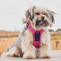 Dog Harness Dual Leash Attachment No-Pull Control Adjustable Soft But Strong Pet Harness For Medium And Large Dogs With 3M Reflective Technology - Fuchsia, S (Chest: 16 - 20