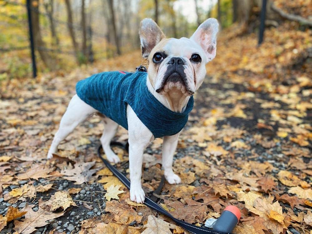 Gooby Zip Up Fleece Dog Sweater - Turquoise Wash, Large - Warm Pullover Fleece Step-in Dog Jacket with Dual D Ring Leash - Winter Small Dog Sweater - Dog Clothes for Small Dogs Boy and Medium Dogs Large chest (~20")