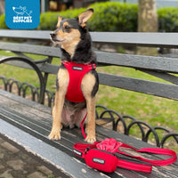 Best Pet Supplies Voyager Adjustable Dog Harness Leash Set with Reflective Stripes for Walking Heavy-Duty Full Body No Pull Vest with Leash D-Ring, Breathable All-Weather - Harness (Orange), XS Harness Leash Set (Orange) XS (Chest: 13 - 16