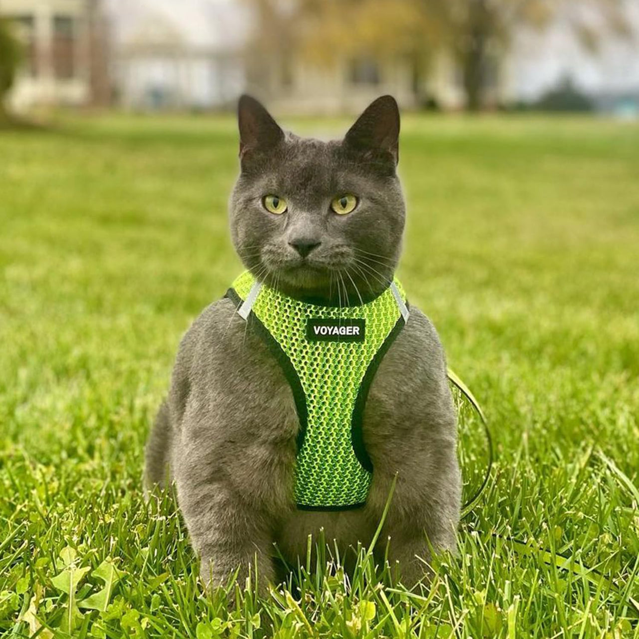 Voyager Step-in Air Dog Harness - All Weather Mesh Step in Vest Harness for Small and Medium Dogs by Best Pet Supplies - Lime Green (2-Tone), S Harness (Lime Green 2-Tone) S (Chest: 14.5 - 16")
