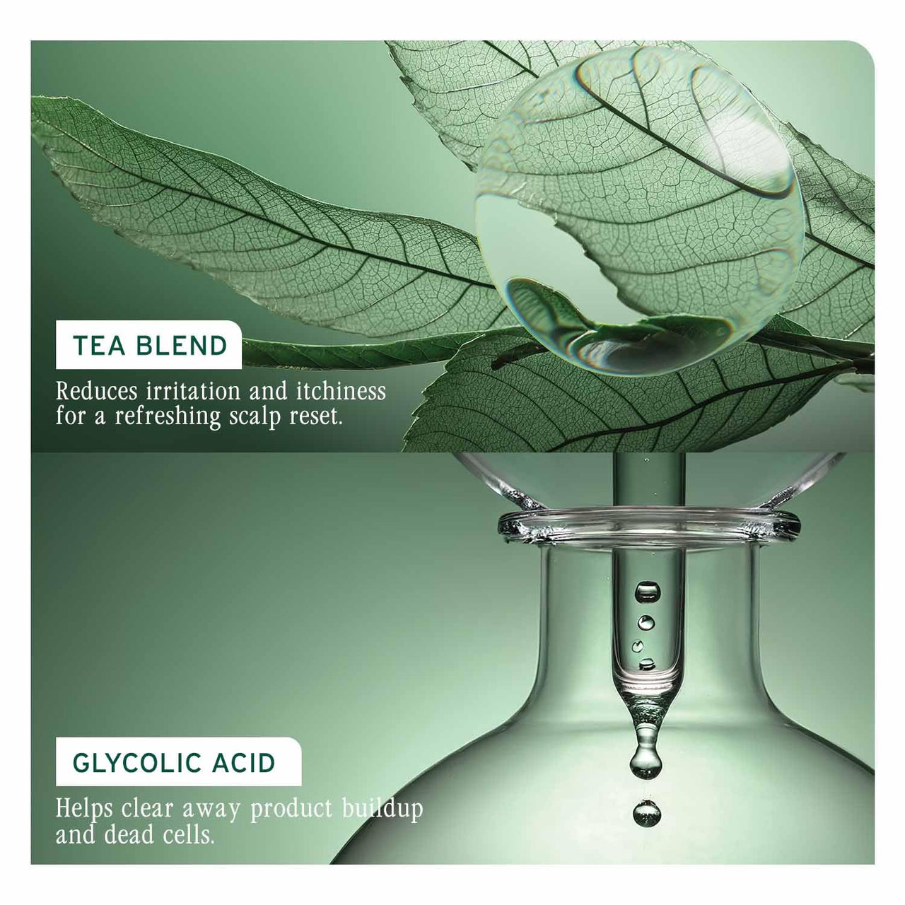 Biolage Scalp Sync Clarifying Shampoo, Soothes and Hydrates Scalp for up to 72 hours*, Enriched with Fermented Tea and Glycolic Acid IFor Women & Men I Vegan & Cruelty-Free