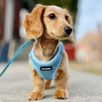 Voyager Step-in Air Dog Harness - All Weather Mesh Step in Vest Harness for Small and Medium Dogs and Cats by Best Pet Supplies - Harness (Baby Blue), XS (Chest: 13-14.5