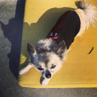 Gooby Zip Up Fleece Dog Sweater - Black, Medium - Warm Pullover Fleece Step-in Dog Jacket with Dual D Ring Leash - Winter Small Dog Sweater - Dog Clothes for Small Dogs Boy and Medium Dogs Medium chest (~17.5