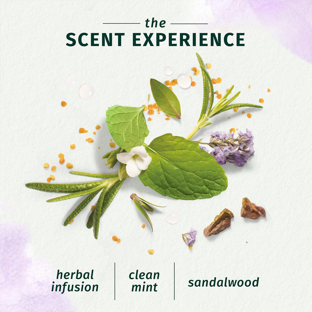 Herbal Essences bio:renew Rosemary and Herbs SHAMPOO, 400ml, No Parabens No Colorants