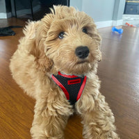 Voyager Step-in Air Dog Harness - All Weather Mesh Step in Vest Harness for Small and Medium Dogs by Best Pet Supplies - Red Trim, M Harness (Black/Red Trim) M (Chest: 16 - 18