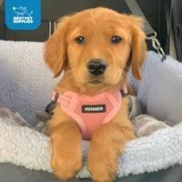 Best Pet Supplies Voyager Adjustable Dog Harness with Reflective Stripes for Walking, Jogging, Heavy-Duty Full Body No Pull Vest with Leash D-Ring, Breathable All-Weather - Harness (Pink), S