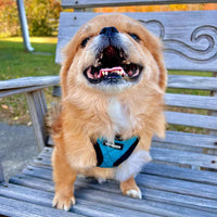 Voyager Step-In Plush Dog Harness  Soft Plush, Step In Vest Harness for Small and Medium Dogs by Best Pet Supplies - Harness (Turquoise Plush), L (Chest: 18 - 20.5