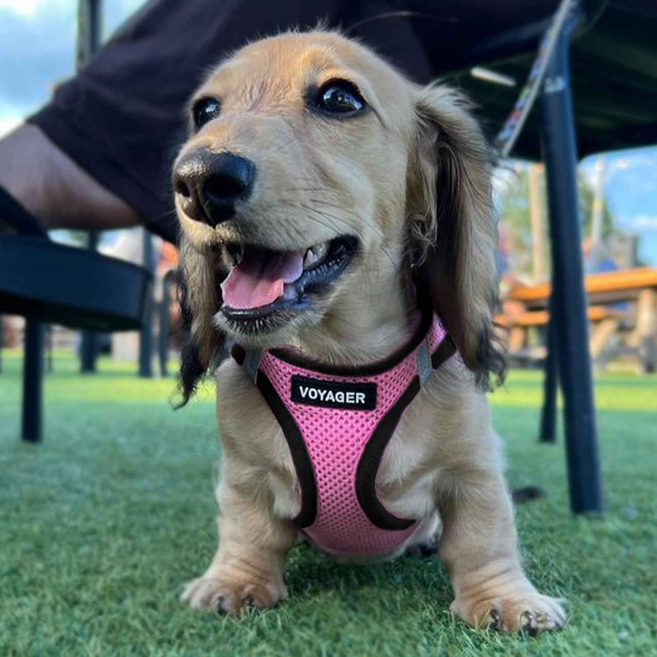 Voyager Step-in Air Dog Harness - All Weather Mesh Step in Vest Harness for Small and Medium Dogs and Cats by Best Pet Supplies - Harness (Pink/Black Trim), S (Chest: 14.5-16") Harness (Pink/Black Trim) S (Chest: 14.5 - 16")