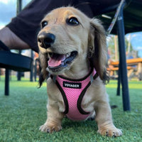 Voyager Step-in Air Dog Harness - All Weather Mesh Step in Vest Harness for Small and Medium Dogs and Cats by Best Pet Supplies - Harness (Pink/Black Trim), S (Chest: 14.5-16