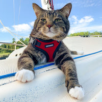Voyager Step-in Lock Cat Harness w Reflective Cat Leash Combo Set with Neoprene Handle 5ft - Supports Small, Medium and Large Breed Cats by Best Pet Supplies - Red/Black Trim, XXS Harness Leash Set (Red/Black Trim) XXS (Chest: 11.5 - 14