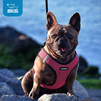 Voyager Step-in Air Dog Harness - All Weather Mesh Step in Vest Harness for Small and Medium Dogs and Cats by Best Pet Supplies - Harness (Purple/Black Trim), XL (Chest: 20.5-23