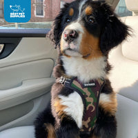 Best Pet Supplies Voyager Adjustable Dog Harness Leash Set with Reflective Stripes for Walking Heavy-Duty Full Body No Pull Vest with Leash D-Ring, Breathable All-Weather - Army/Black Trim, M