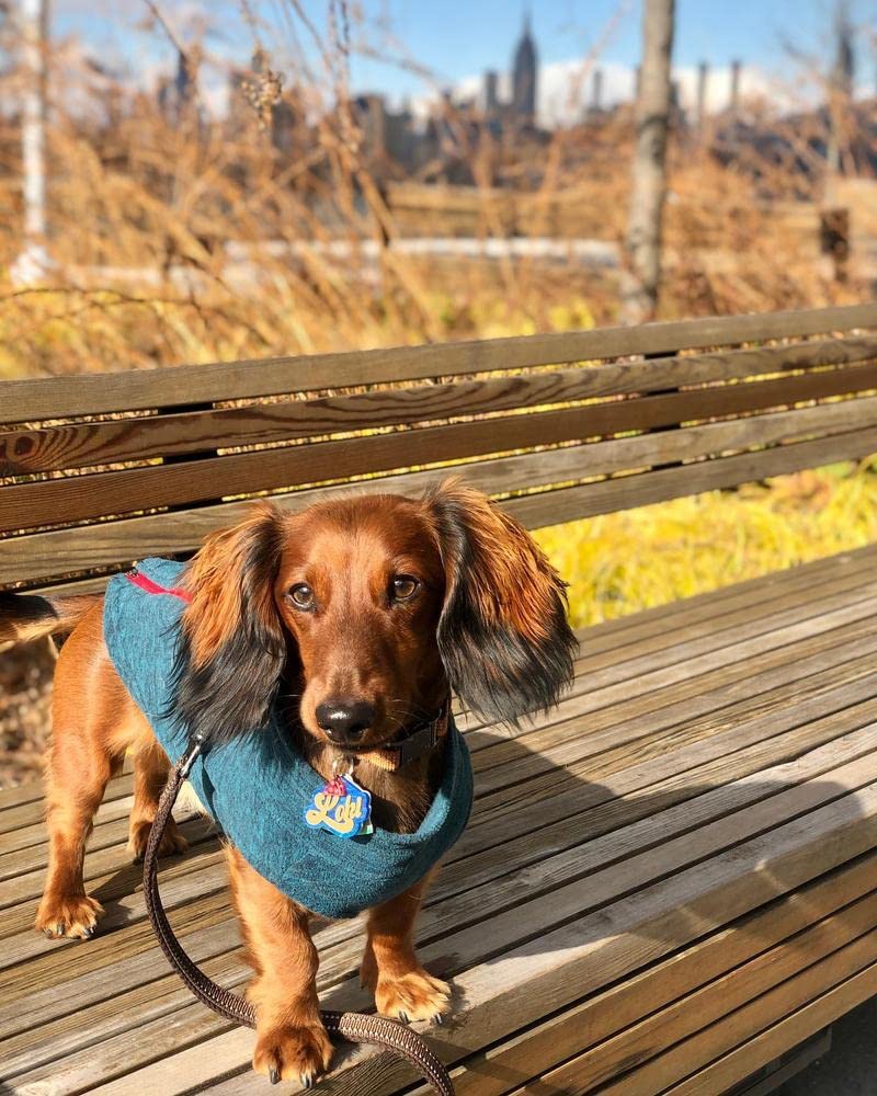 Gooby Zip Up Fleece Dog Sweater - Turquoise Wash, Large - Warm Pullover Fleece Step-in Dog Jacket with Dual D Ring Leash - Winter Small Dog Sweater - Dog Clothes for Small Dogs Boy and Medium Dogs Large chest (~20")