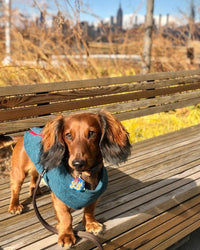 Gooby Zip Up Fleece Dog Sweater - Turquoise Wash, Large - Warm Pullover Fleece Step-in Dog Jacket with Dual D Ring Leash - Winter Small Dog Sweater - Dog Clothes for Small Dogs Boy and Medium Dogs Large chest (~20