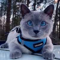 Voyager Step-in Air Dog Harness - All Weather Mesh Step in Vest Harness for Small and Medium Dogs and Cats by Best Pet Supplies - Harness (Baby Blue/Black Trim), M (Chest: 16-18