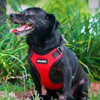 Voyager Step-in Lock Pet Harness - All Weather Mesh, Adjustable Step in Harness for Cats and Dogs by Best Pet Supplies - Red/Black Trim, XS Harness (Red/Black Trim) XS (Chest: 13 - 16