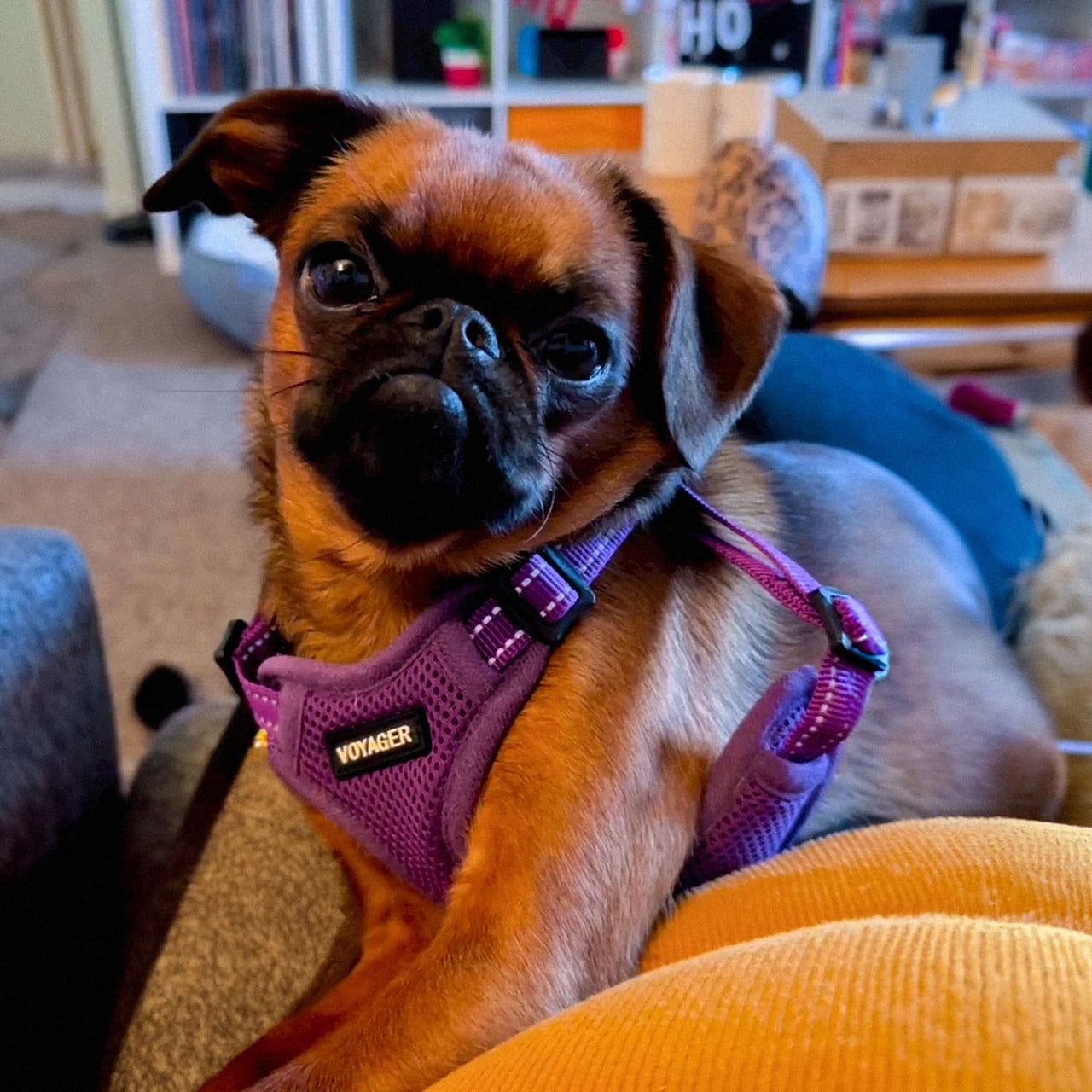 Best Pet Supplies Voyager Adjustable Dog Harness with Reflective Stripes for Walking, Jogging, Heavy-Duty Full Body No Pull Vest with Leash D-Ring, Breathable All-Weather - Harness (Purple), XL Harness (Purple) XL (Chest: 23 - 28")