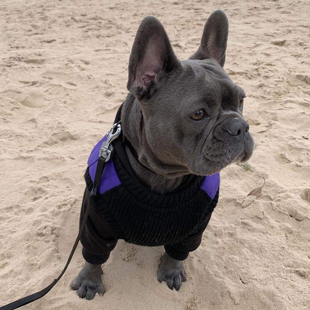 Gooby Fashion Vest Dog Jacket - Violet, Medium - Warm Zip Up Dog Bomber Vest with Dual D Ring Leash - Winter Water Resistant Small Dog Sweater - Dog Clothes for Small Dogs Boy or Medium Dogs Medium chest (~14.5")