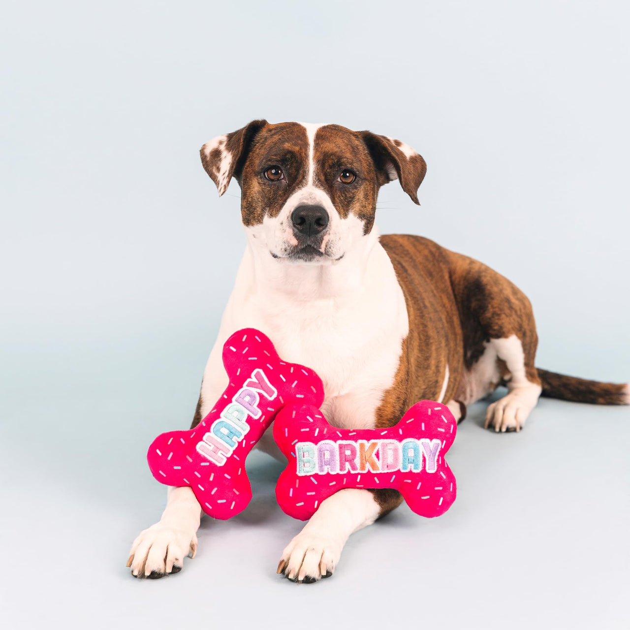Fringe Studio Plush Dog Toy, It's  My Barkday, Pet Shop Collection (314226)