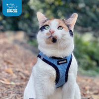 Voyager Step-in Air Dog Harness - All Weather Mesh Step in Vest Harness for Small and Medium Dogs and Cats by Best Pet Supplies - Harness (Baby Blue/Black Trim), M (Chest: 16-18