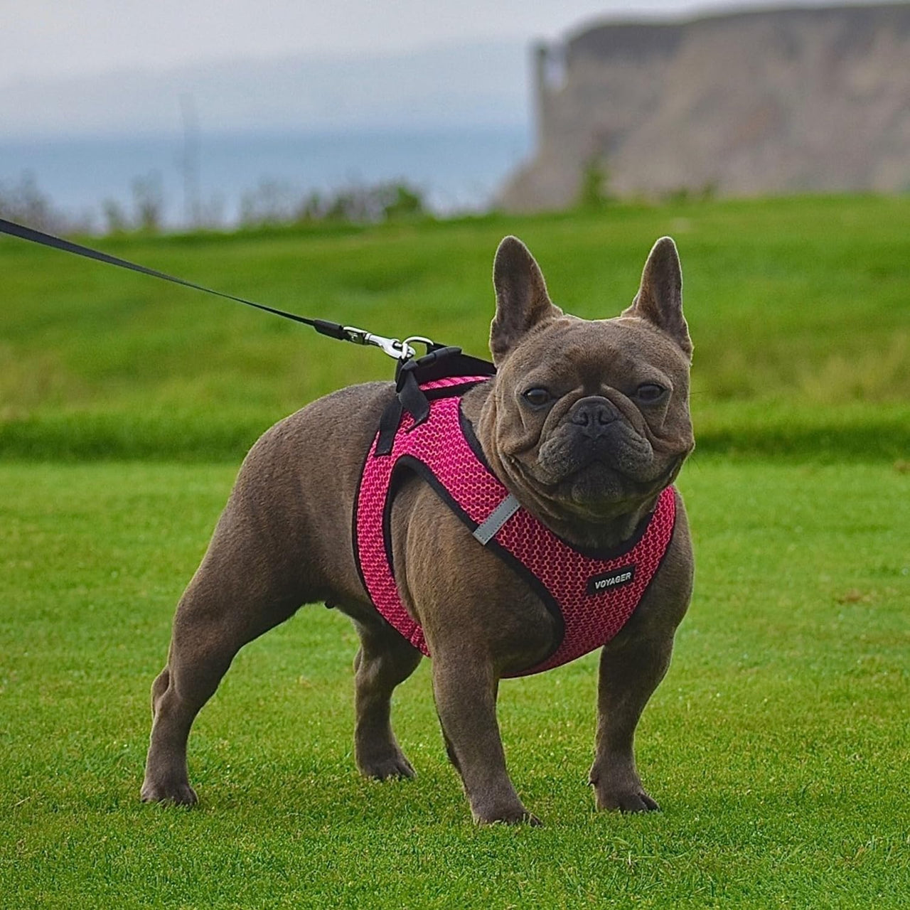 Voyager Step-in Air Dog Harness - All Weather Mesh Step in Vest Harness for Small and Medium Dogs and Cats by Best Pet Supplies - Harness (Fuchsia 2-Tone), XS (Chest: 13-14.5") Harness (Fuchsia 2-Tone) XS (Chest: 13 - 14.5")