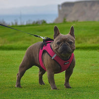 Voyager Step-in Air Dog Harness - All Weather Mesh Step in Vest Harness for Small and Medium Dogs and Cats by Best Pet Supplies - Harness (Fuchsia 2-Tone), XS (Chest: 13-14.5
