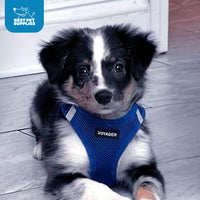 Voyager Step-in Air Dog Harness - All Weather Mesh Step in Vest Harness for Small and Medium Dogs and Cats by Best Pet Supplies - Harness (Royal Blue), L (Chest: 18-20.5