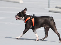 Gooby Escape Free Easy Fit Harness - Orange, Large - No Pull Step-in Patented Small Dog Harness with Quick Release Buckle - Perfect On The Go No Pull Harness for Small Dogs or Medium Dog Harness Large chest (20.25~24.75