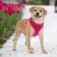 Aerolite No Pull Mesh Dog Harness with Lightweight, Soft, Breathable Chest Coverage, Reflective Stitching, and Adjustable Straps for Walking, Running, Training, Heavy Duty and Durable - Fuchsia, XS