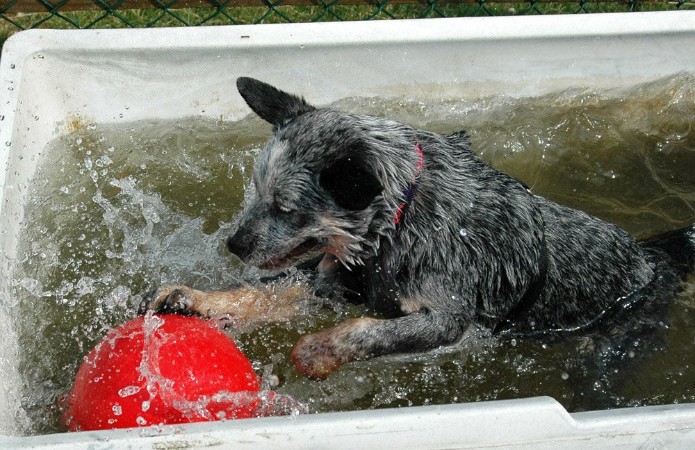 BOOMER BALL 4 inch, Virtually Indestructible Best Dog Toy, Boredom Busting Football, Tough & Durable Small Dog Ball, Floats on Water, Great for Mental Stimulation & High Energy Dogs, Assorted Colours
