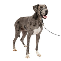 PetSafe Gentle Leader No-Pull Dog Headcollar - The Ultimate Solution to Pulling - Redirects Your Dog's  Pulling For Easier Walks - Helps You Regain Control - X-Large, Black