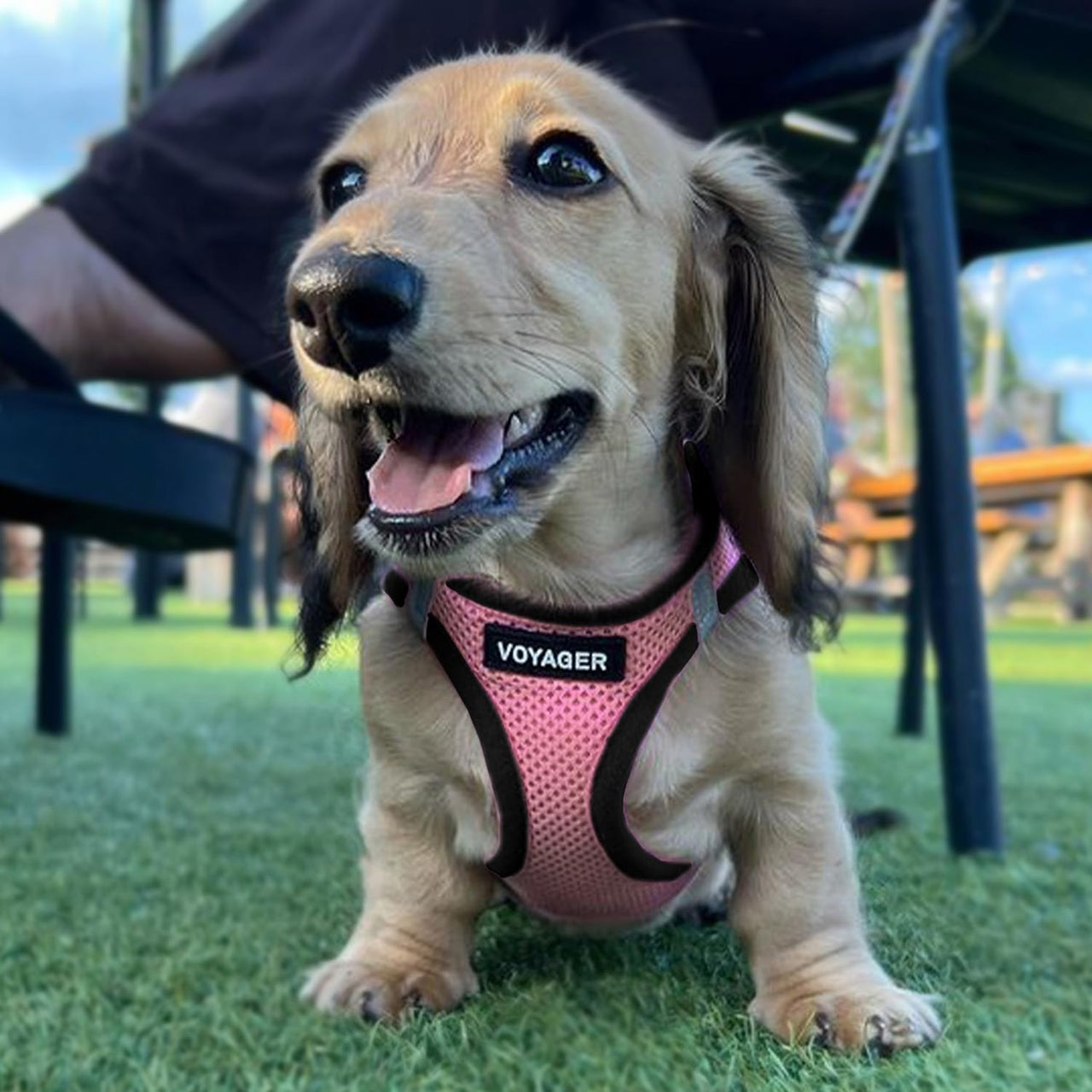 Voyager Step-In Air Dog Harness - All Weather Mesh Step In Vest Harness For Small And Medium Dogs By Best Pet Supplies - Pink Base, S Harness (Pink/Black Trim) S (Chest: 14.5 - 16")