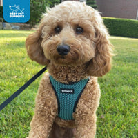 Voyager Step-in Air Dog Harness - All Weather Mesh Step in Vest Harness for Small and Medium Dogs and Cats by Best Pet Supplies - Harness (Turquoise 2-Tone), L (Chest: 18-20.5
