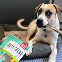 The Honest Kitchen Ocean Chews Hearty Wolffish Skins Dog Treats, 6 oz (Beams) 6 Ounce (Pack of 1)