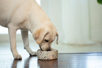 Dental Fresh Advanced Whitening Water Additive, 17oz – Dog Breath Freshener Formula to Hep Overall Dog Dental Care and Brighten Teeth 17 Fl Oz (Pack of 1)