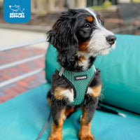 Voyager Step-in Air Dog Harness - All Weather Mesh Step in Vest Harness for Small and Medium Dogs and Cats by Best Pet Supplies - Harness (Turquoise 2-Tone), L (Chest: 18-20.5