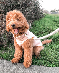 Gooby Fleece Vest Dog Sweater - Red, Large - Warm Pullover Fleece Dog Jacket with O-Ring Leash - Winter Small Dog Sweater Coat - Cold Weather Dog Clothes for Small Dogs Boy or Girl Large (Around 18-lb)