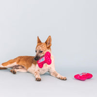 Fringe Studio Plush Dog Toy, It's  My Barkday, Pet Shop Collection (314226)